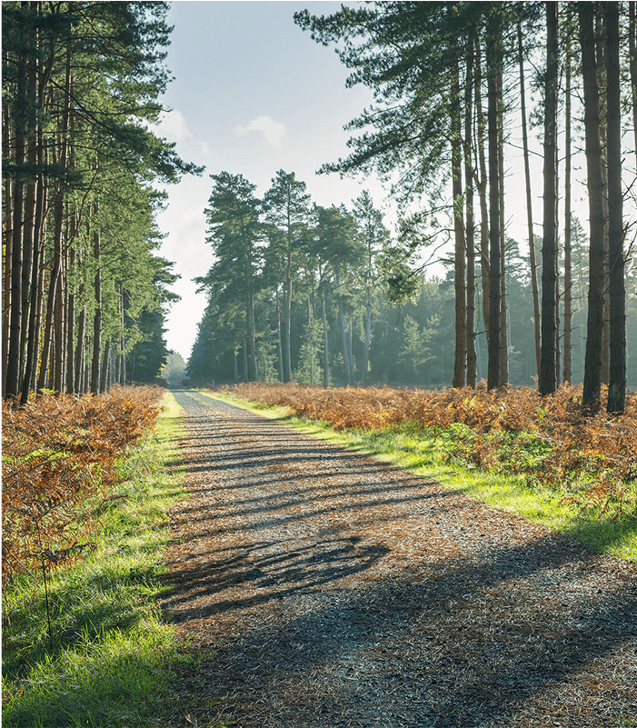 An empty gravel road in lined by tall trees.